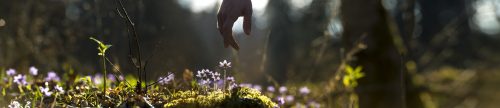 Panoramic image of beautiful spring nature with male hand pointing to a delicate blue flower growing in a mossy area.